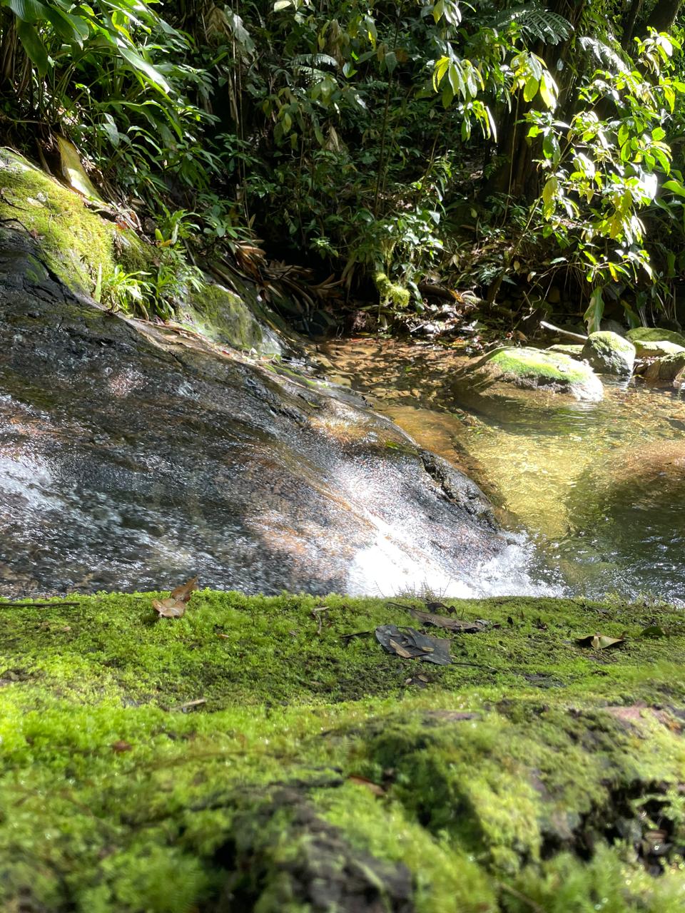 Detalhe de queda d'água sobre musgo