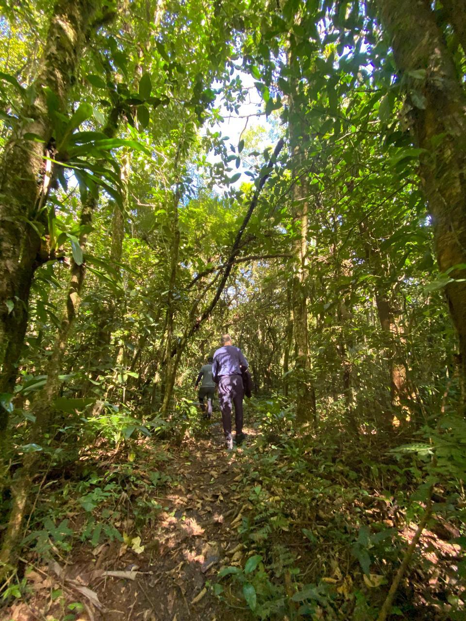Trilha na mata fechada