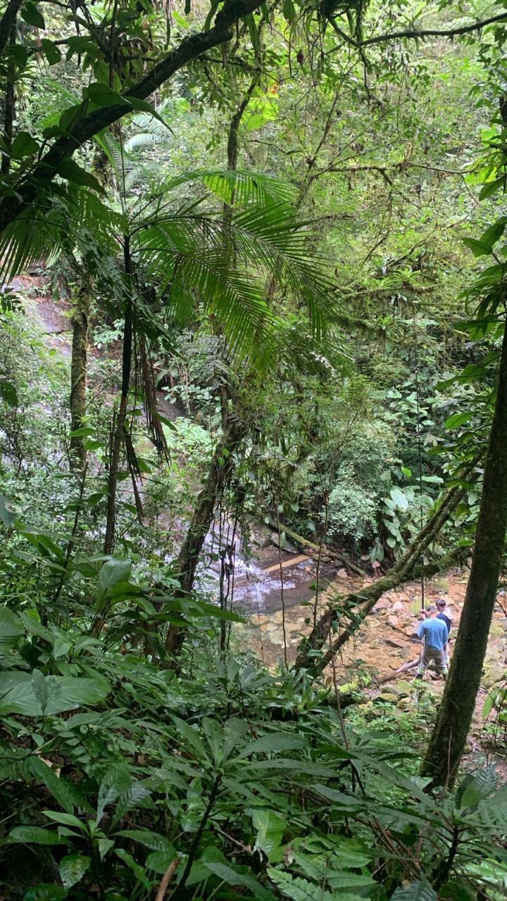Riacho através da folhagem densa